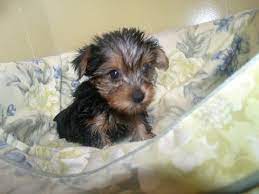 Yorkshire Terrier Puppy For Sale In Paterson Nj Adn 65297 On Puppyfinder Co Yorkshire Terrier Puppies Yorkshire Terrier Puppy Yorkie Yorkie Yorkshire Terrier