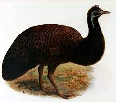 King Island Emu Wikipedia Extinct And Endangered Animals Extinct Animals Nearly Extinct Animals
