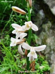 Image result for Dipcadi