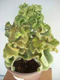 Pin On Gardening
