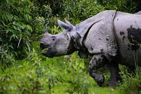 The sprawling archipelago is also home to a myriad of wildlife that will fascinate anyone. 10 Wild Native Animals That Live In Indonesia
