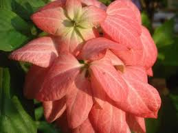 Terra Farmer Mussaenda Popular Flowering Shrub Flowering Shrubs Shrubs Plants
