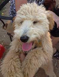 Will i ever find another perfect pet. Teddy Bear Puppy Rescue Wisconsin