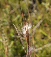 Image result for Andropogon eucomus