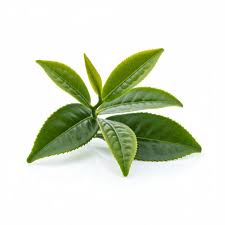 Image result for Camellia sinensis