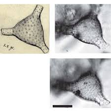 Image result for Micractis