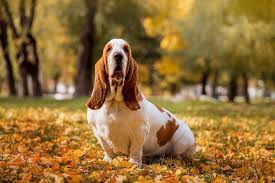 Image result for basset hound