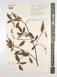 Image result for Pleurolobus salicifolius