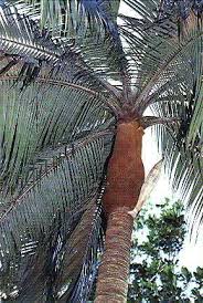 Image result for Acanthophoenix rubra