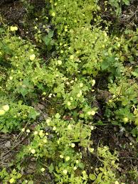 Image result for Calceolaria tripartita