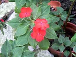 The soil temperature should be about 70 to 75º f (21 to 24º c). Impatiens Propagation How To Root Impatiens Cuttings Impatiens Plant Impatients Flowers Care Impatiens Flowers