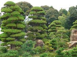Japanese Evergreens Small Japanese Garden Evergreen Garden Evergreen Grasses