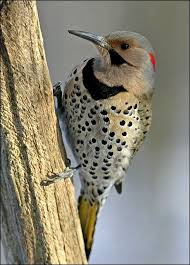 Bird With Red Spot On Head And Black Spot On Chest Northern Flicker Northern Flicker Backyard Birds Nature Birds