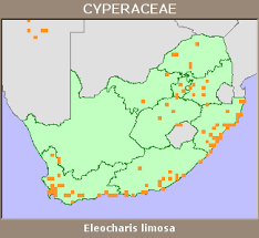 Image result for Eleocharis limosa