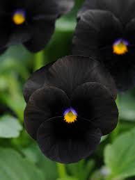 Choose flower merchants beautiful flowers for your wedding or next event. 40 Black Flowers And Plants Hgtv