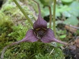Wild Gingers How To Grow And Care For Wild Ginger Plants Asarum Garden Helper Gardening Questions And A Wild Ginger Plant Ginger Plant Ginger Plant Flower