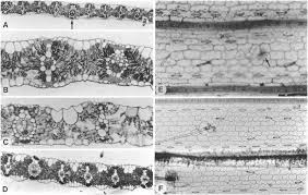 Image result for Panicum adenophorum