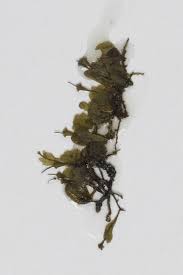 Image result for Didymoglossum