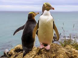 There are now only about 1,000 pairs of galapagos penguins in the world. Fascinating Facts About Penguins