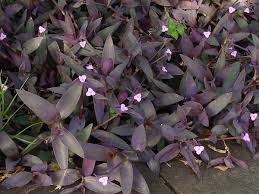 Image result for Commelina purpurea