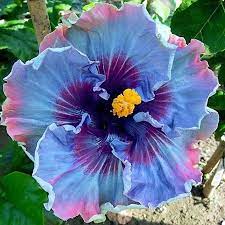 Dinnerplate Hibiscus Fairy 10 50 250 Or 1000 Seeds Etsy Hibiscus Plant Flower Seeds Hibiscus Flowers