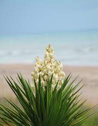Yucca Plant 2 By Cathy Lindsey In 2021 Yucca Plant Plants Yucca