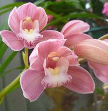 Cym Maluka Baby Pink Orchids Orchid Flower Cymbidium Orchids
