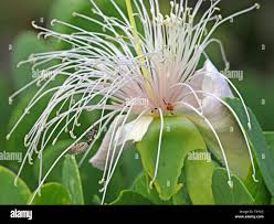 Image result for Capparis cartilaginea