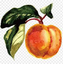 I have a profound passion for the arts and art education. Fruit Watercolor Painting Fruit Watercolor Png Image With Transparent Background Toppng