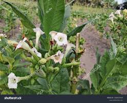 Image result for Nicotiana tabacum