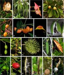 Image result for Apocynaceae subfamilies Apocynoideae and Rauvolfioideae