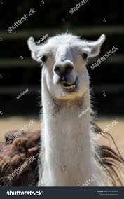 Dumb Animal Cute Crazy Llama Pulling A Face Funny Meme Image Of Pet With An Open Mouth And Stupid Looking Expression Ll Dumb Animals Animals Animal Wallpaper