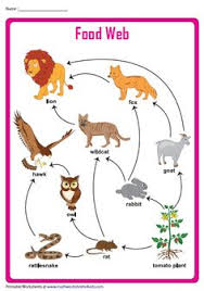 We did not find results for: 190 Food Web Ideas In 2021 Food Web Food Chain Ecosystems