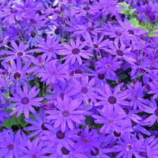 Image result for Cineraria
