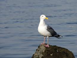 Image result for seagull