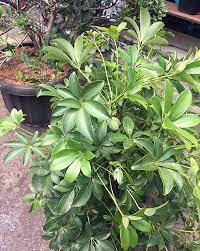 Tidak hanya terkenal karena cantik, walisongo mentega juga dapat menyerap udara kotor di dalam rumah. Tanaman Walisongo Tanaman Hias Daun Bunga Wali Songo Ahlitaman Com