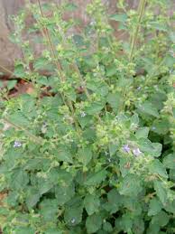 Image result for Mesosphaerum suaveolens