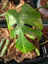 Monstera aurea typically has less variegation on the leaves than other variegated monstera some varieties, including the mint monstera and monstera aurea, are even going for a couple of thousand. My Monstera Aurea Monstera