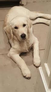 2.3 walker hollow golden retrievers. Legacy Country Goldens Reviews Legacy Country Goldens