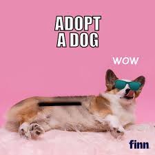 Doge meme wallpapers moon memes side 1080p cute clipart backgrounds px iphone wallpapersafari shibe buzzerg desktop clipground hdpng doe code. Anzeige Des Tages Ab Geht Der Dogecoin Kress De