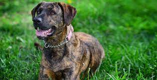 Top 10 Distinctive Brindle Dog Breeds Domestic Harmony With Animals