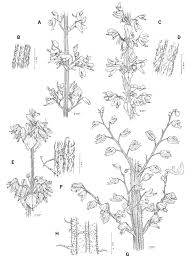 Image result for Coleus shirensis