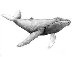 #humpback whales #humpback whale #singing #underwater #sound #animals #marine biology. Humpback Whale Drawing At Paintingvalley Com Explore Collection Of Humpback Whale Drawing