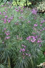 Image result for Vernonia smithiana
