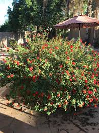 Arizona bushes with red flowers tjs garden. Large Bush With Small Red Flowers Eastern Arizona Whatsthisplant