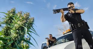 Résultat de recherche d'images pour "image personnalité connu cannabis"
