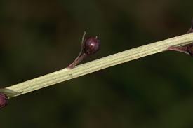 Image result for Lysimachia ruhmeriana