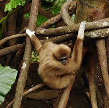 Image result for Hylebates