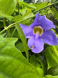 Image result for Thunbergia kirkiana