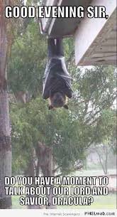 Bat Meme Animals Beautiful Bat Animal Pictures